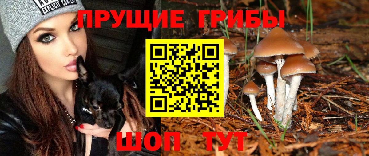 Галлюциногенные грибы прущие грибы Кировск